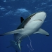 shark_silky_far_jar_v_0495_cub5571.jpg